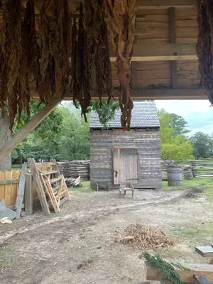 tobacco hanging at experimental farm in Colonial Williamsburg Virginia