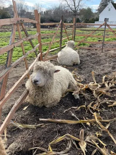 Leicester Longwood sheep indicate the importance of farming as part of the American Revolution and James Madison believed in the importance