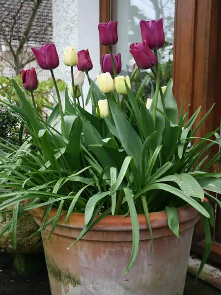 Pots-of-Tulips