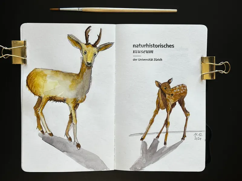 bianca-rathgeb-reh-illustration