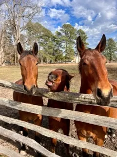 horses in the sunshine under blue sky are motivational in free at 50 life