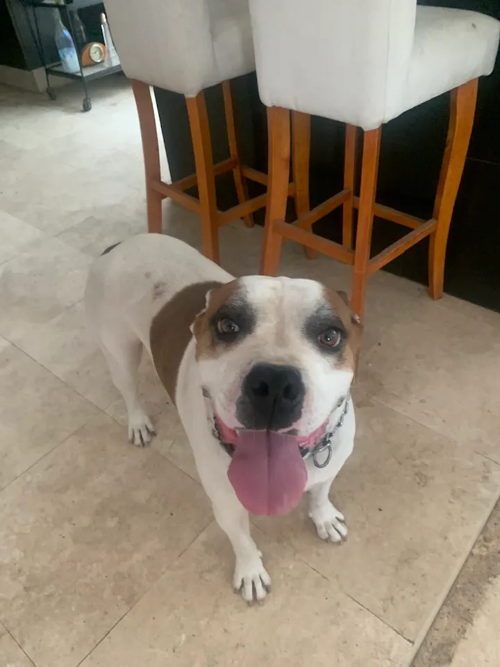 Draco: Slim white and tan male pup sitting on tiled floor. Shy, sweet, loving, looking for his forever home.