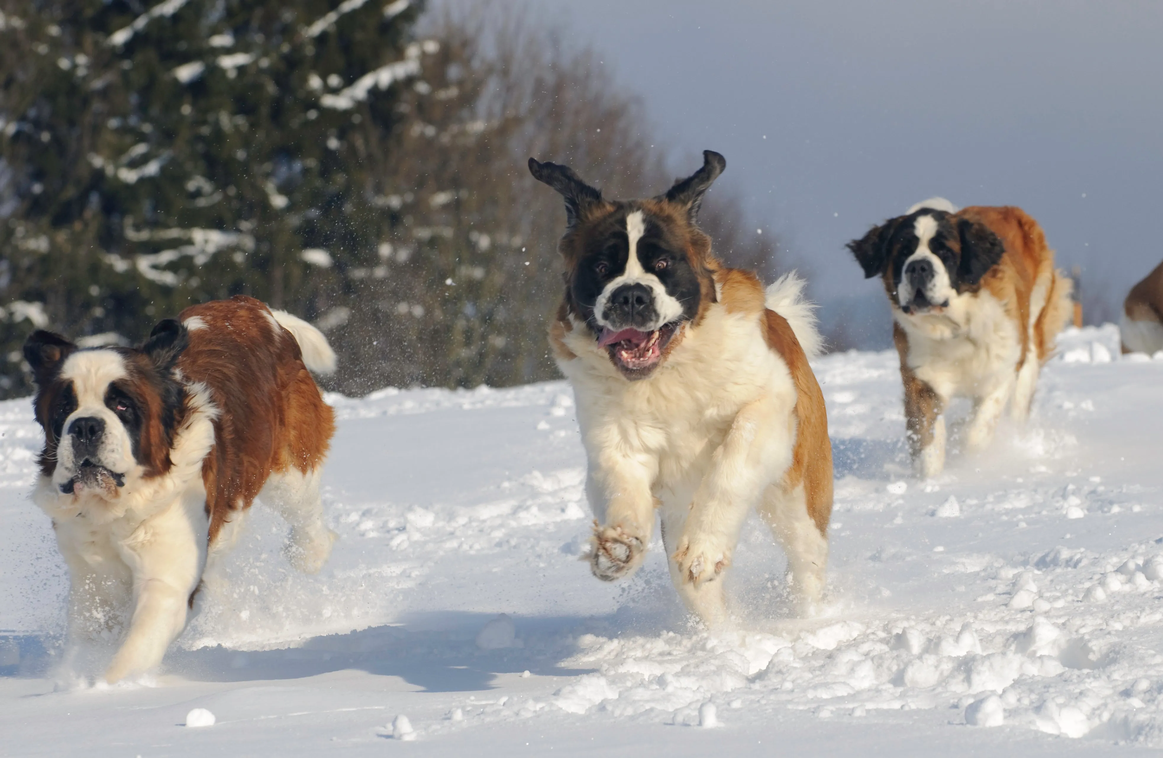 Petey running in the snow