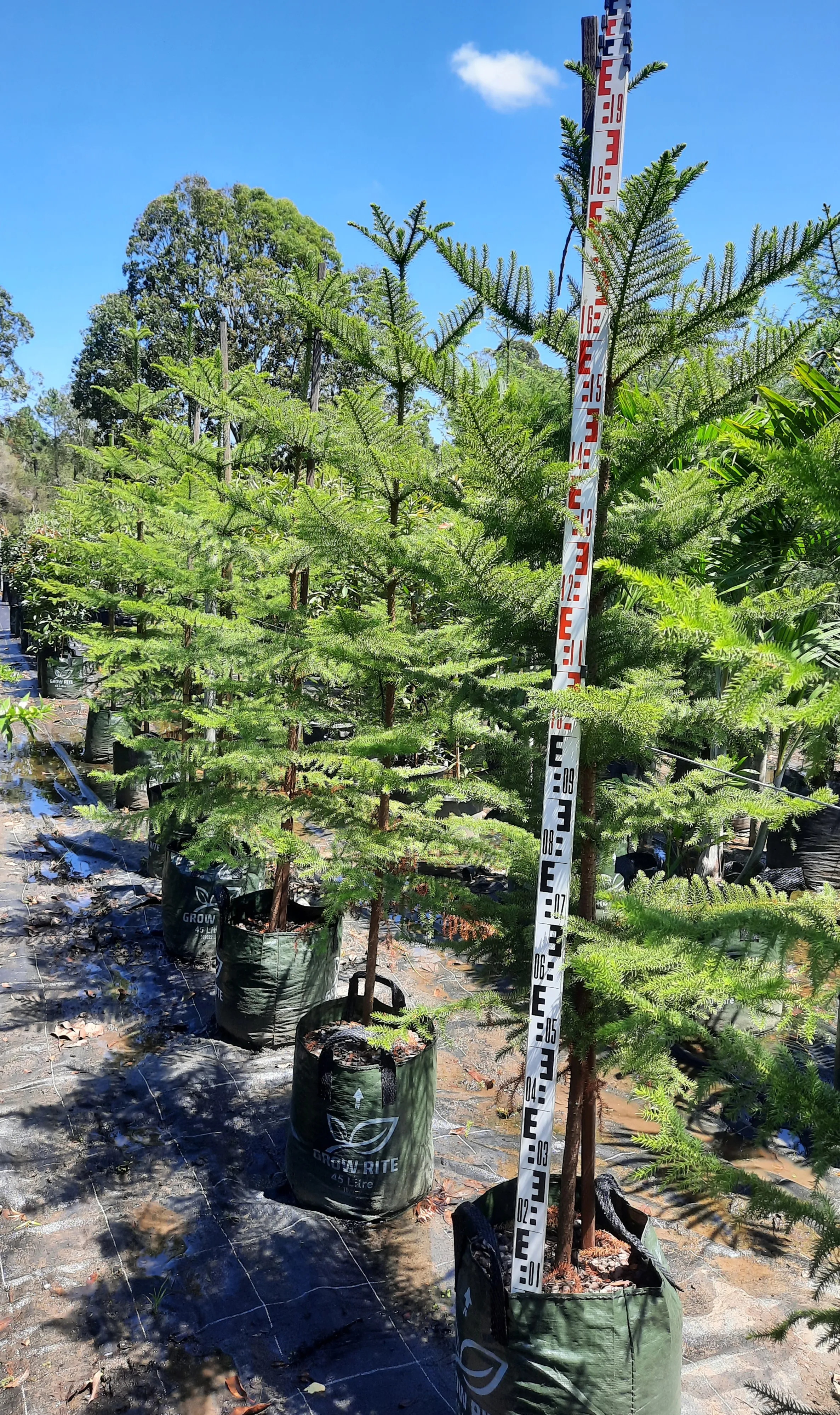 Araucaria heterophylla Norfolk Island Pine