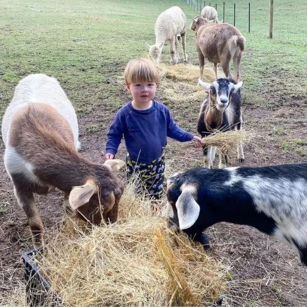 Nurture Creek Family Farm Stay Melbourne Victoria Help Feed The Animals