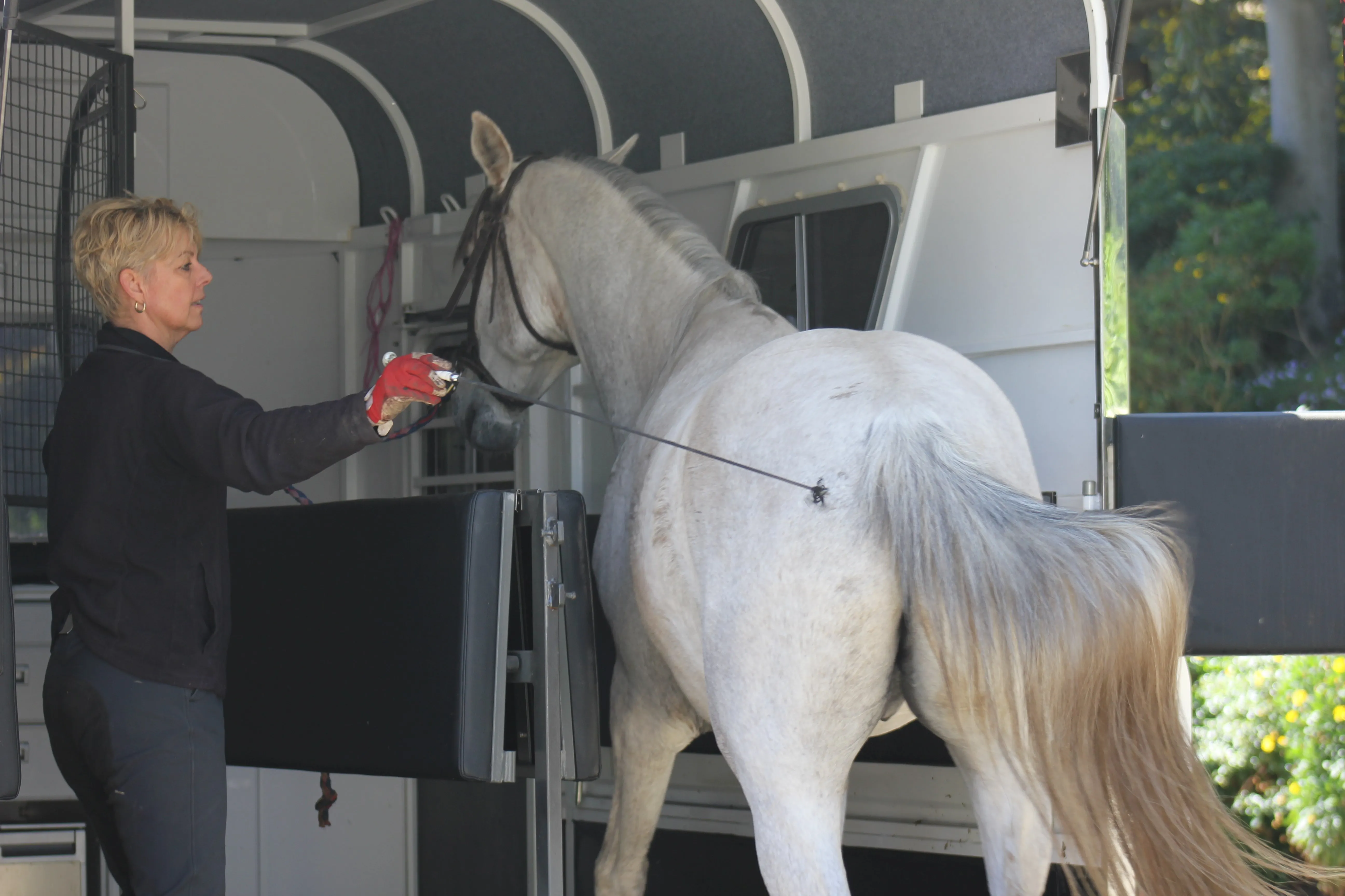 Trainer guiding a horse slowly up the float ramp so the horse can calmly enter the float