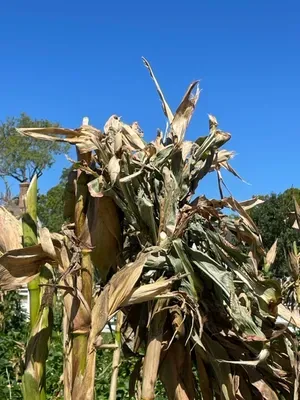 Corn at Ewing Field in Colonial Williamsburg