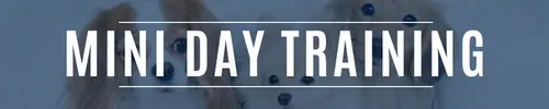 Mini dog day training program in Kansas City for dogs needing focused foundational manners and a few problem behaviors.