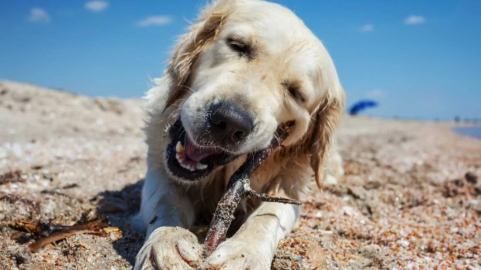 Dog chewing on driftwood in the shore