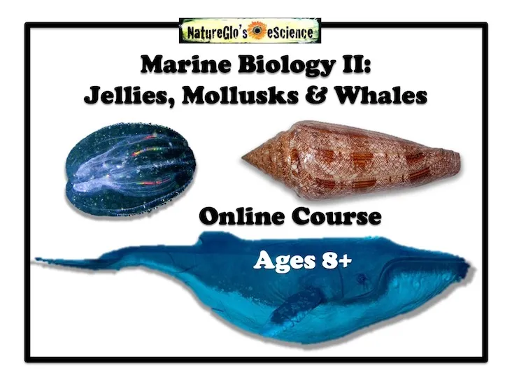homeschool marine biology online course