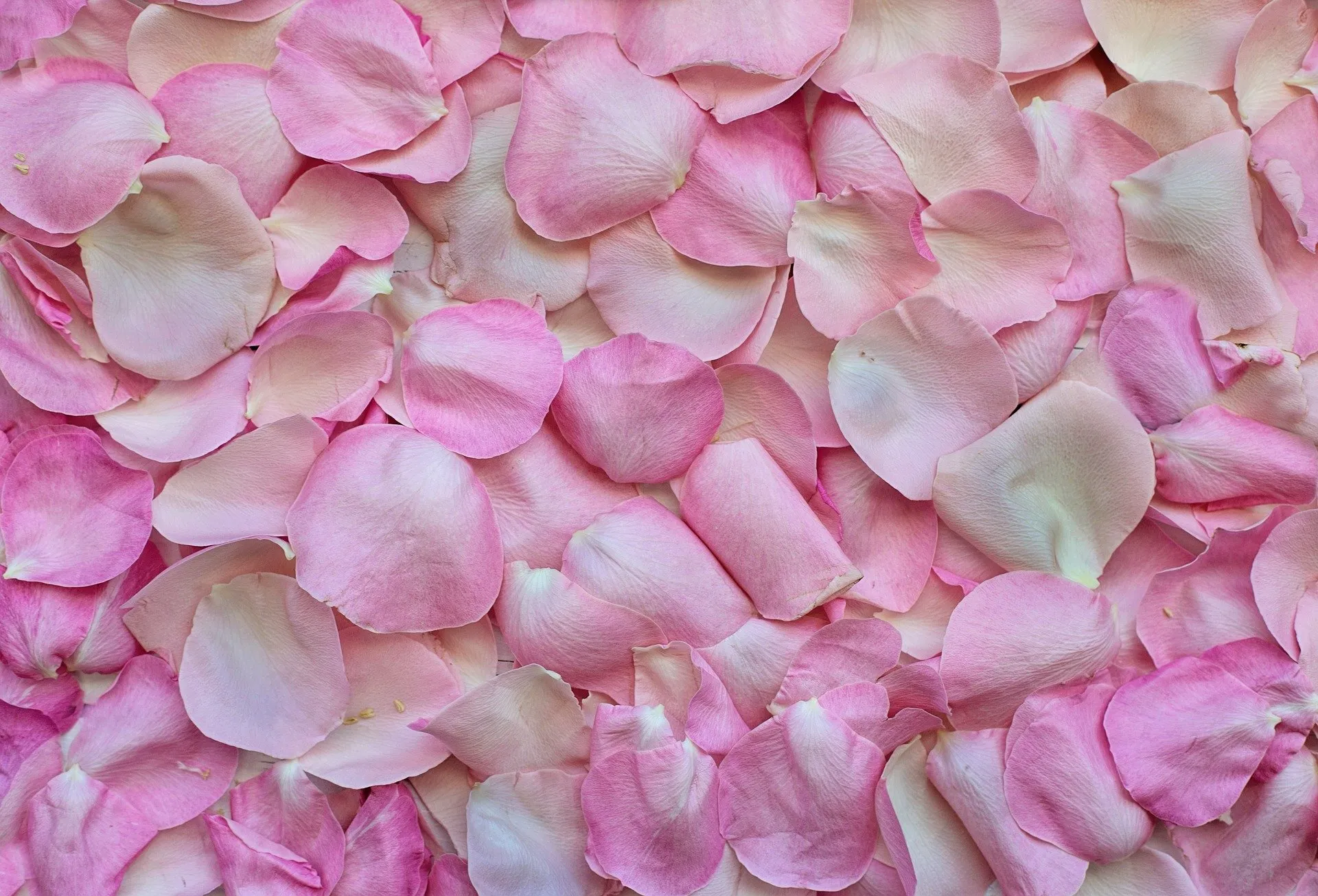 Rose petals