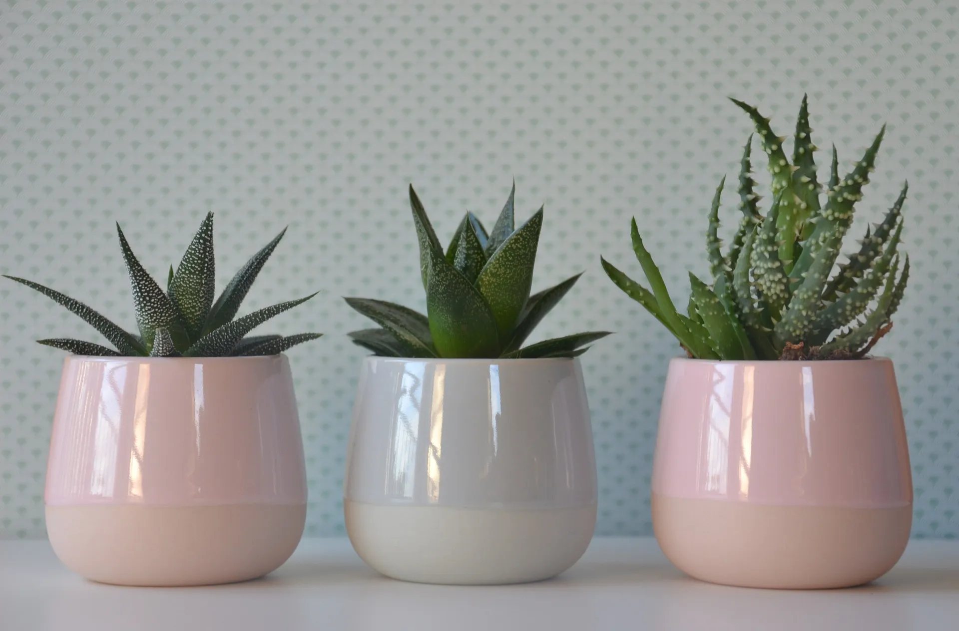 Protect your houseplants with this simple DIY spray.