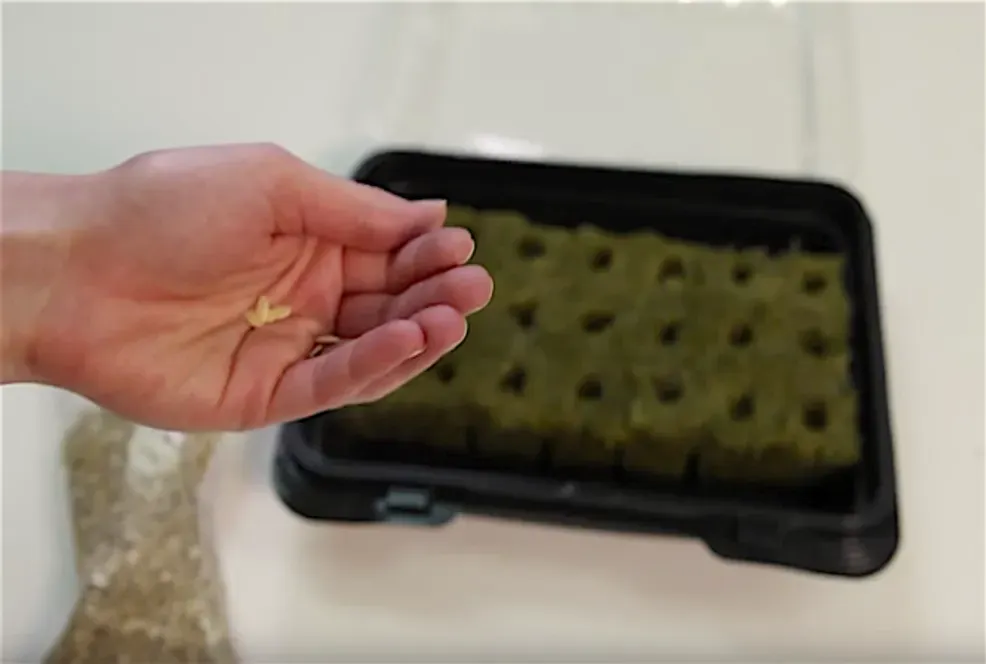 Hand holding seeds over a germination tray with rockwool cubes and vermiculite for Tower Garden seedling growth
