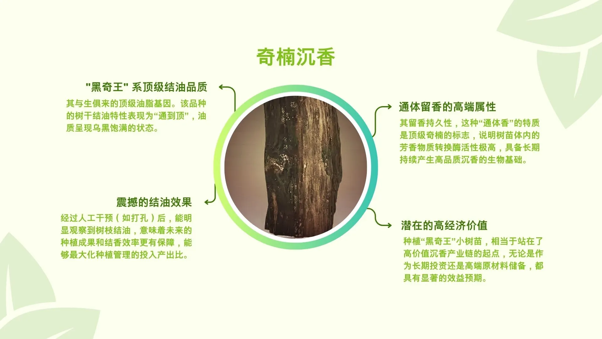 Malaysia奇楠沉香园出售