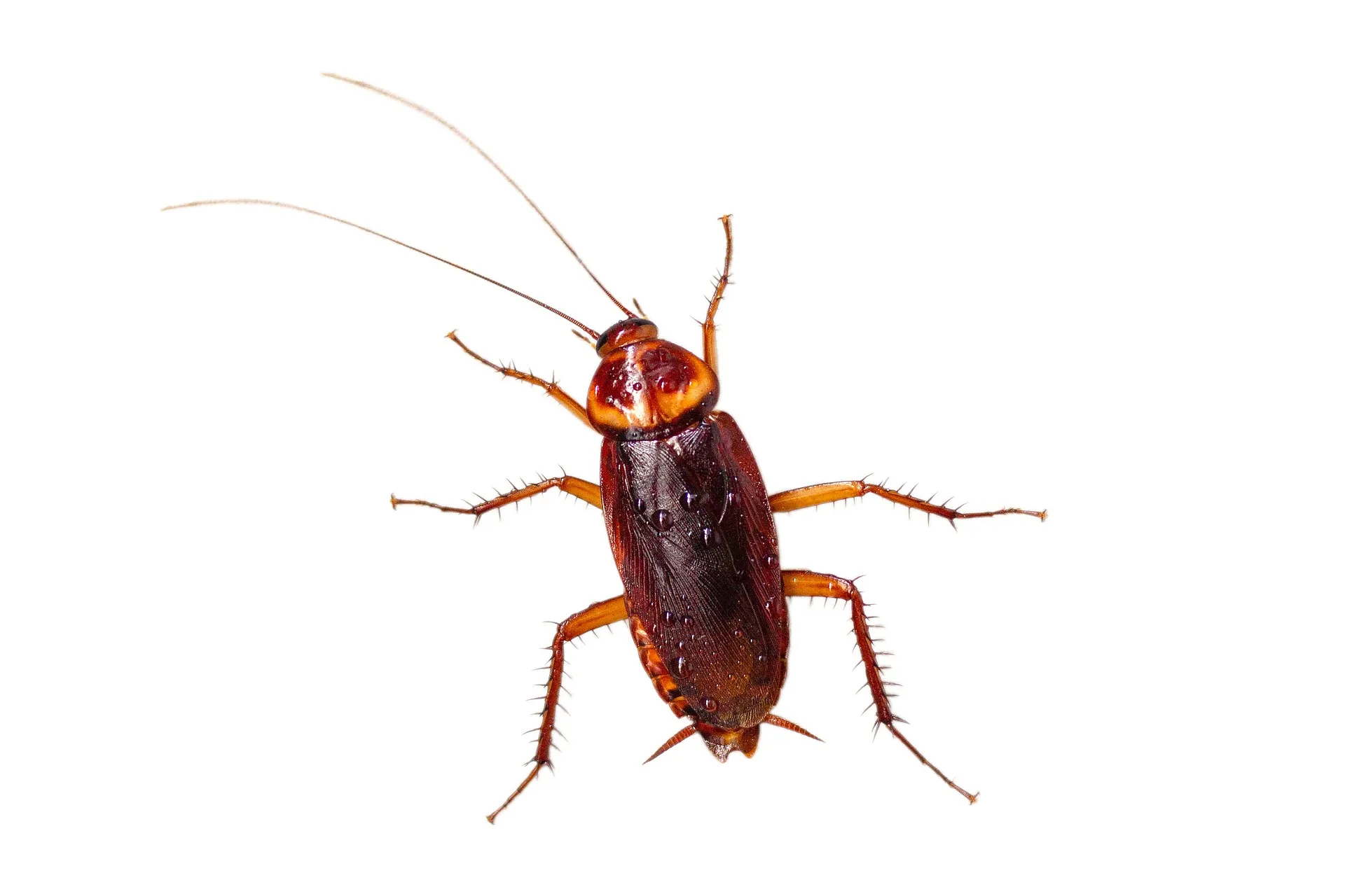 Cockroaches are repelled by the scent of essential oils.