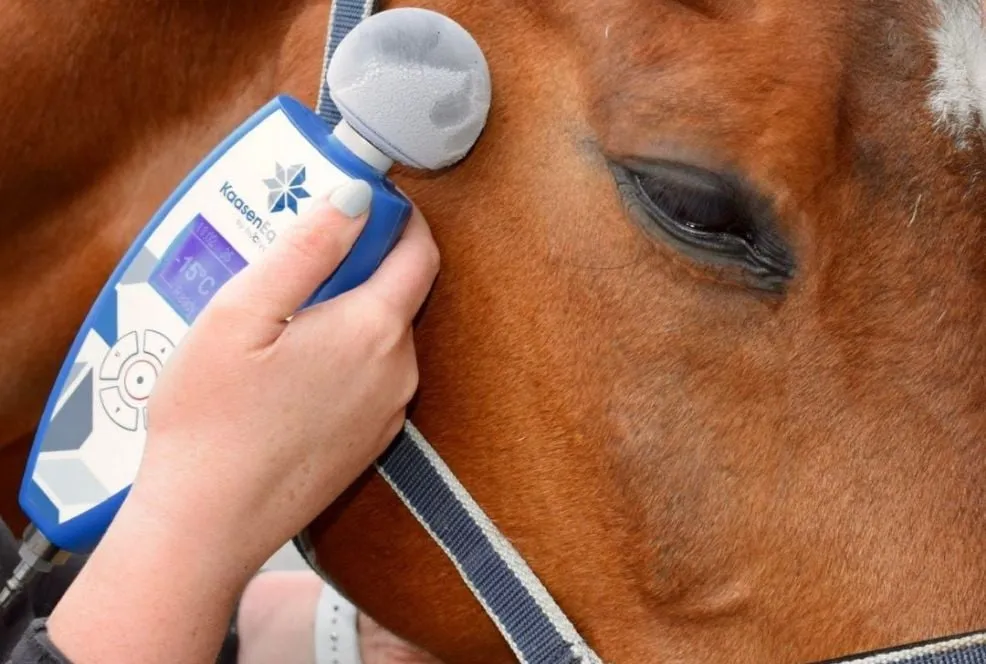 Cryo for Equines Face
