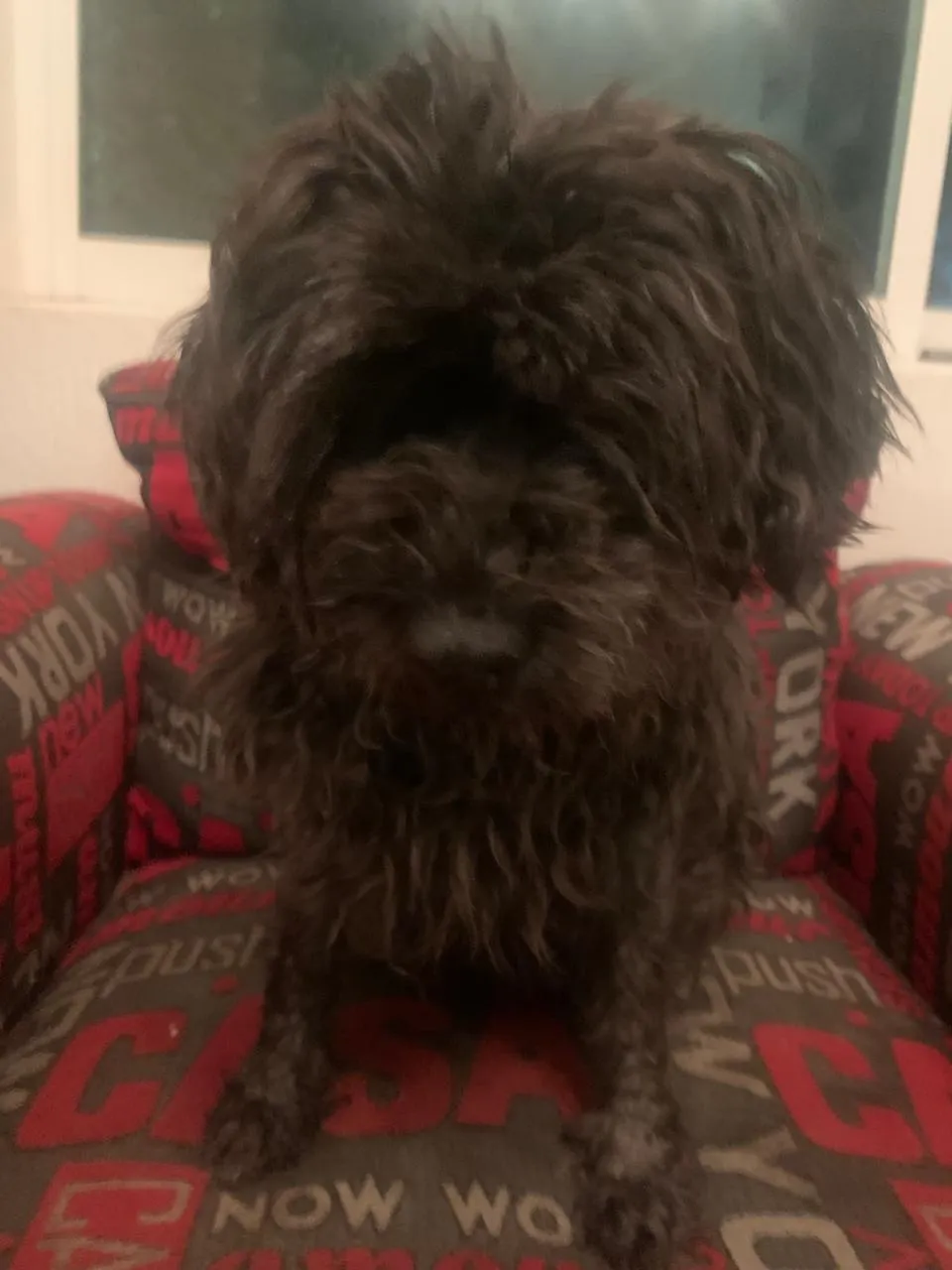 Angelique: Fluffy small black dog with a shaggy coat on a patterned blanket. Quiet and affectionate senior rescue.