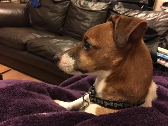 Dog awaiting her home visit by The Good Dog Walker