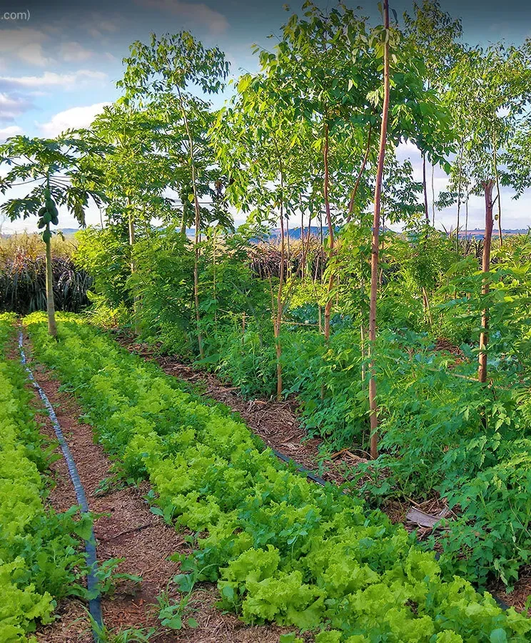 agroforestry