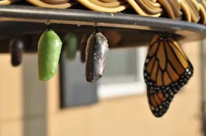 butterflies to symbolize change