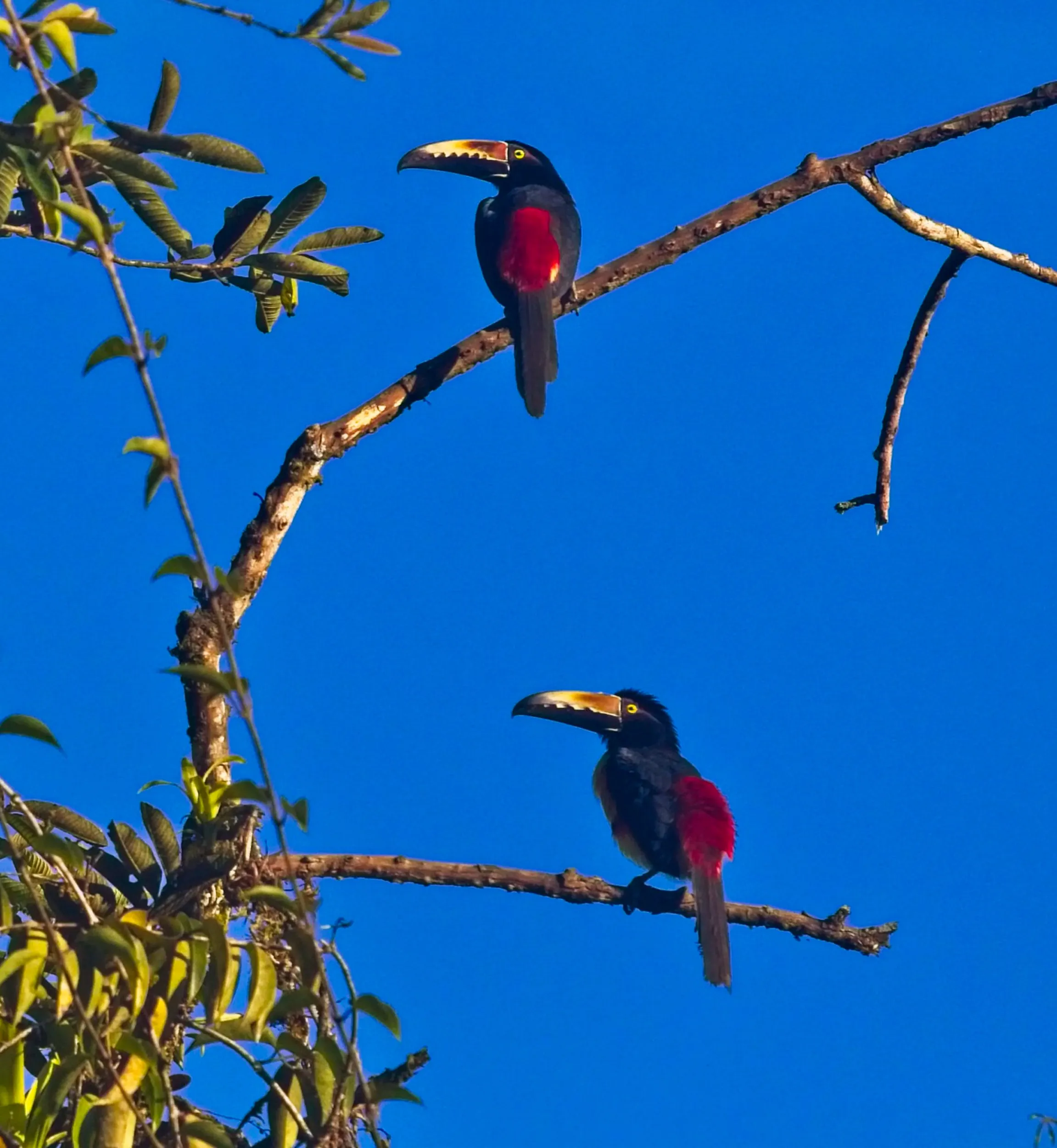 Toucans