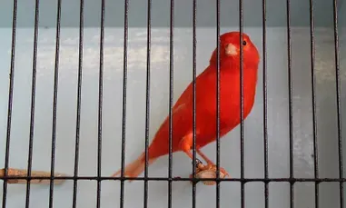 red canary in a cage