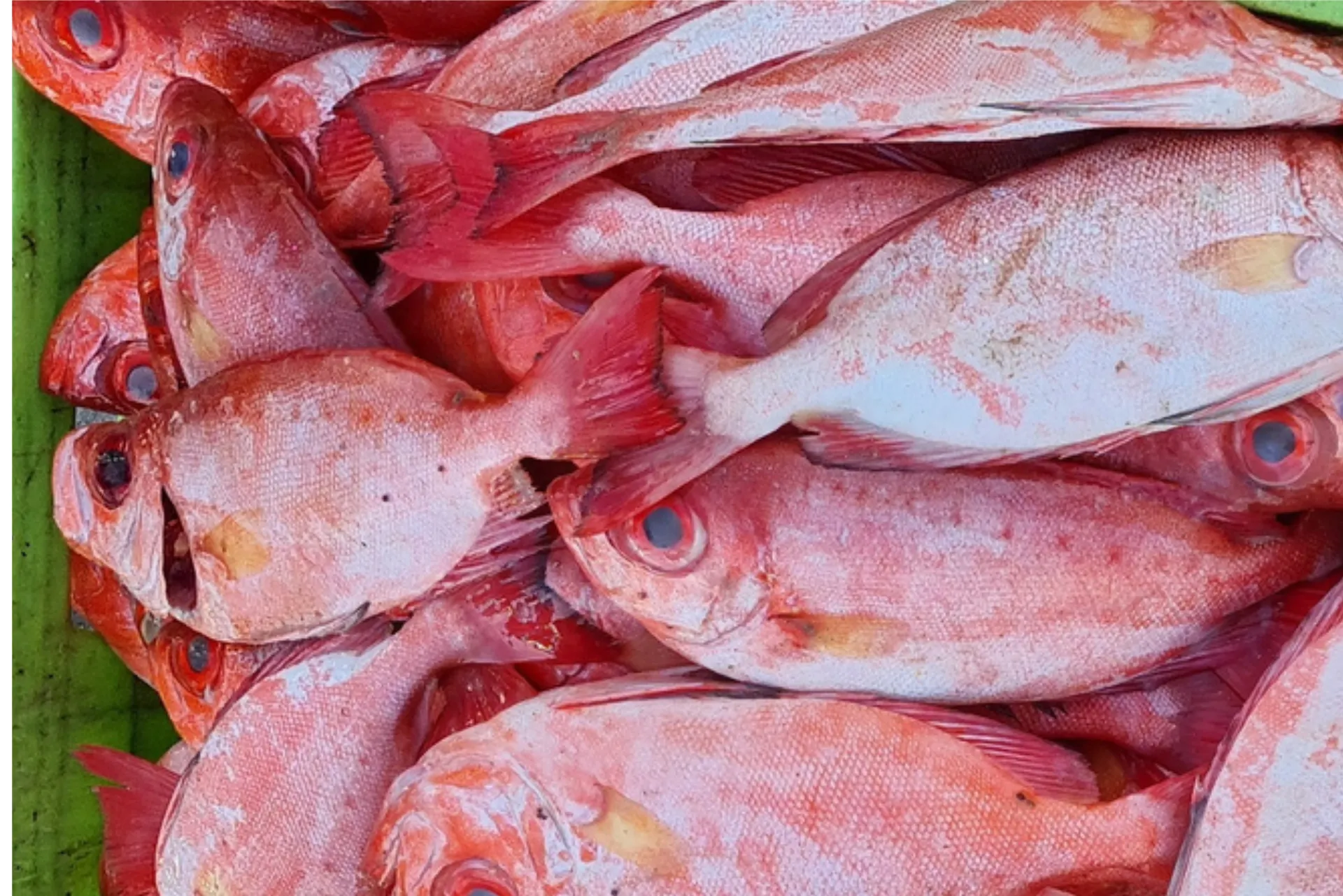 pargo margarita sea trade