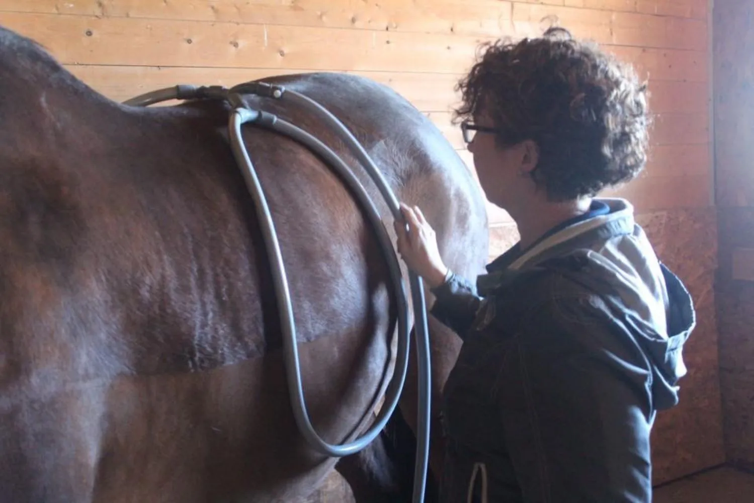 Equine PEMF Therapy