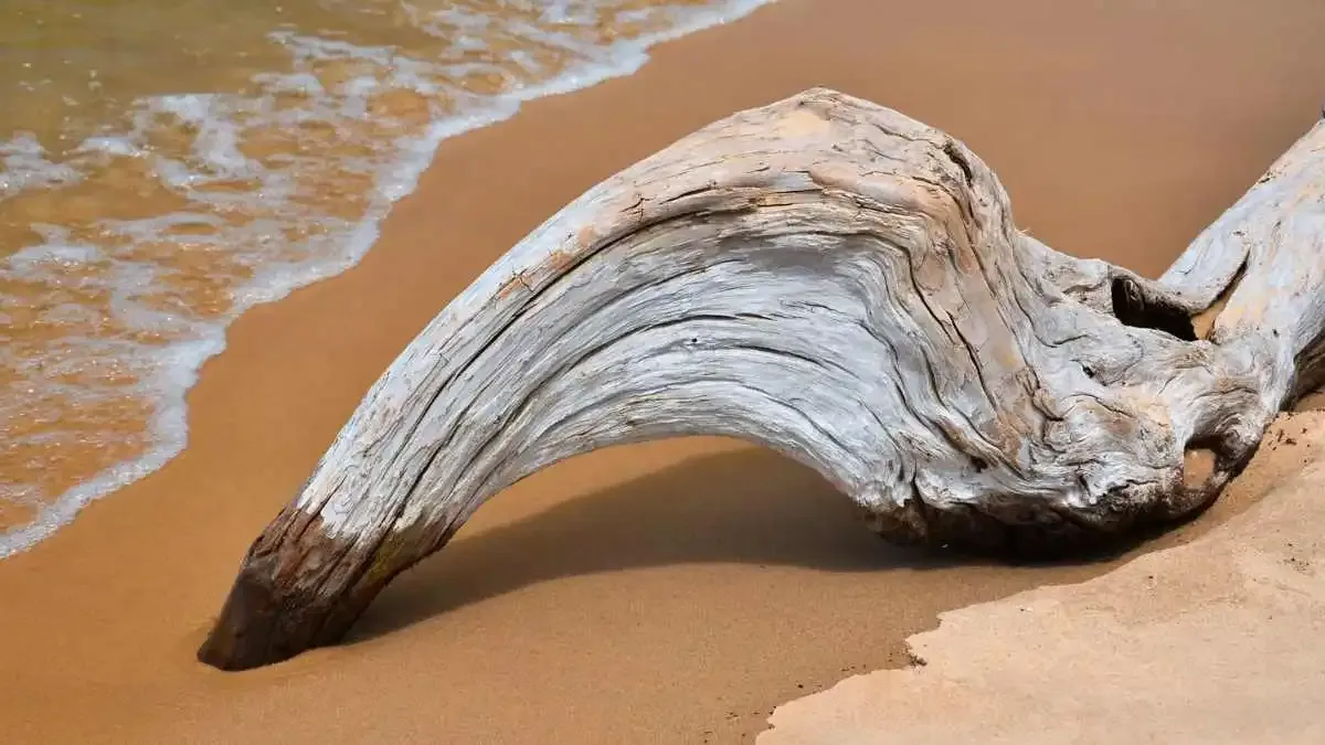 what is driftwood