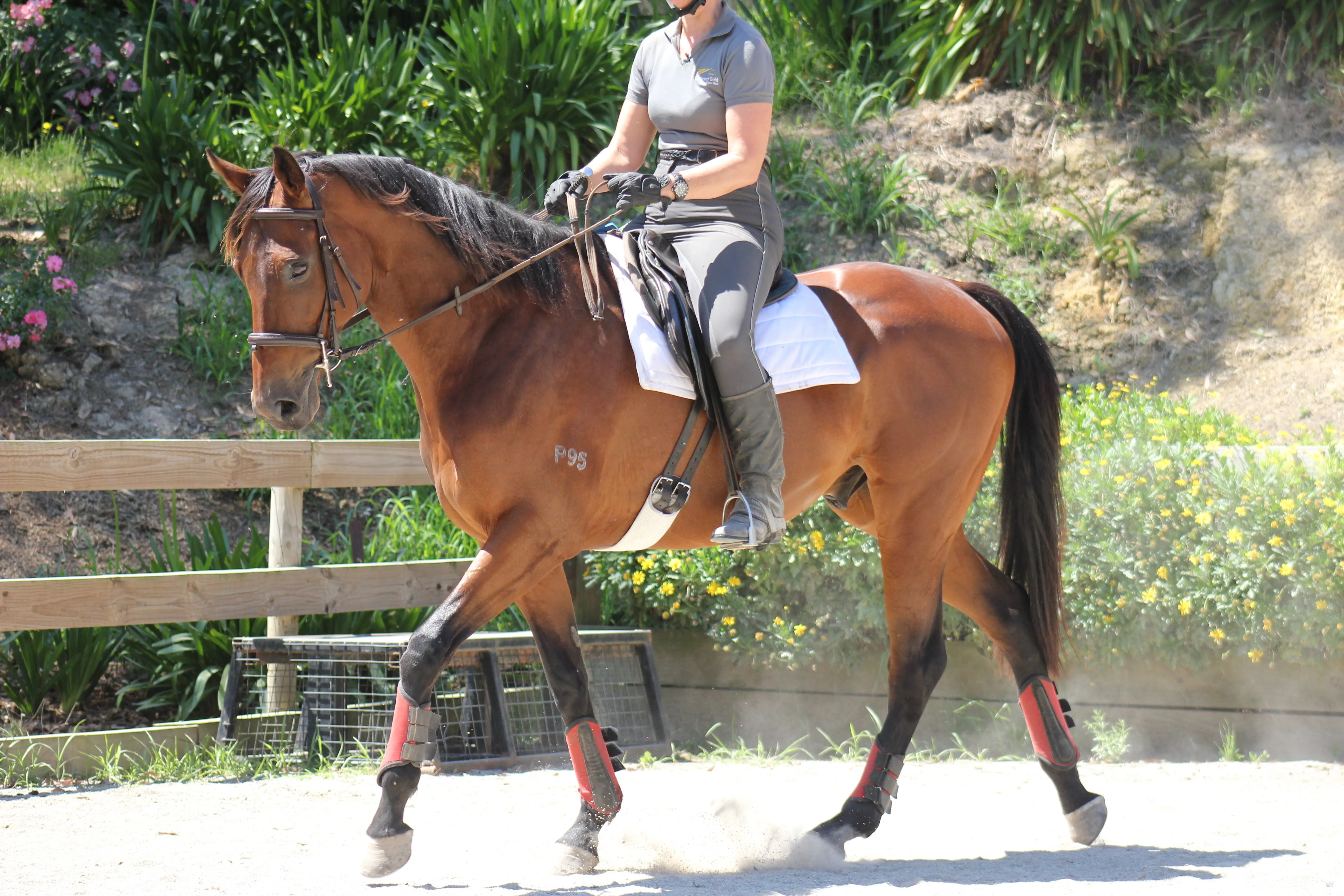 Leanne riding a training horse around our outdoor arena, working on balance, posture and forward movement