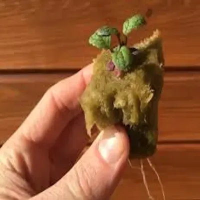 Starting seedlings in rockwool for Tower Garden by Juice Plus 