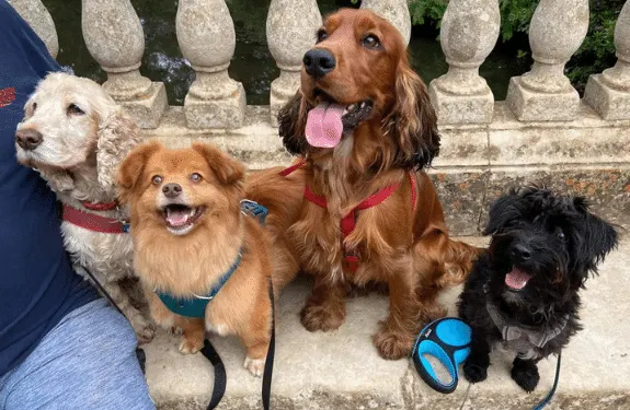 Dog Walking services