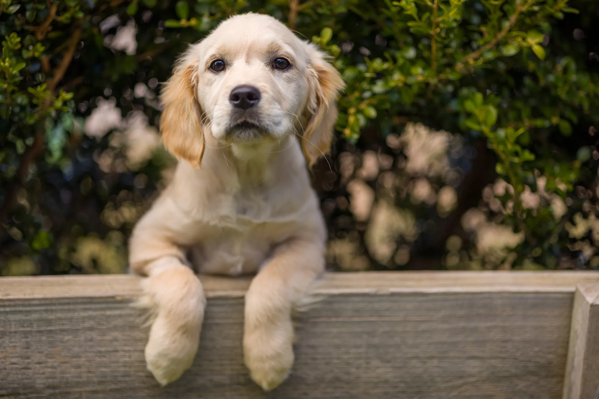 Aimy the Golden Retriever puppy at Strictly Paws in Gungahlin