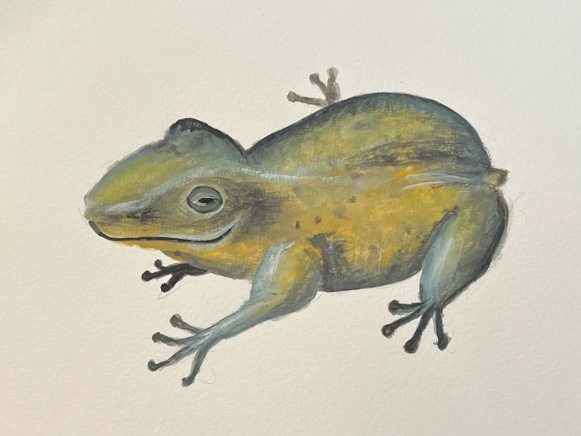bianca-rathgeb-frosch-illustration