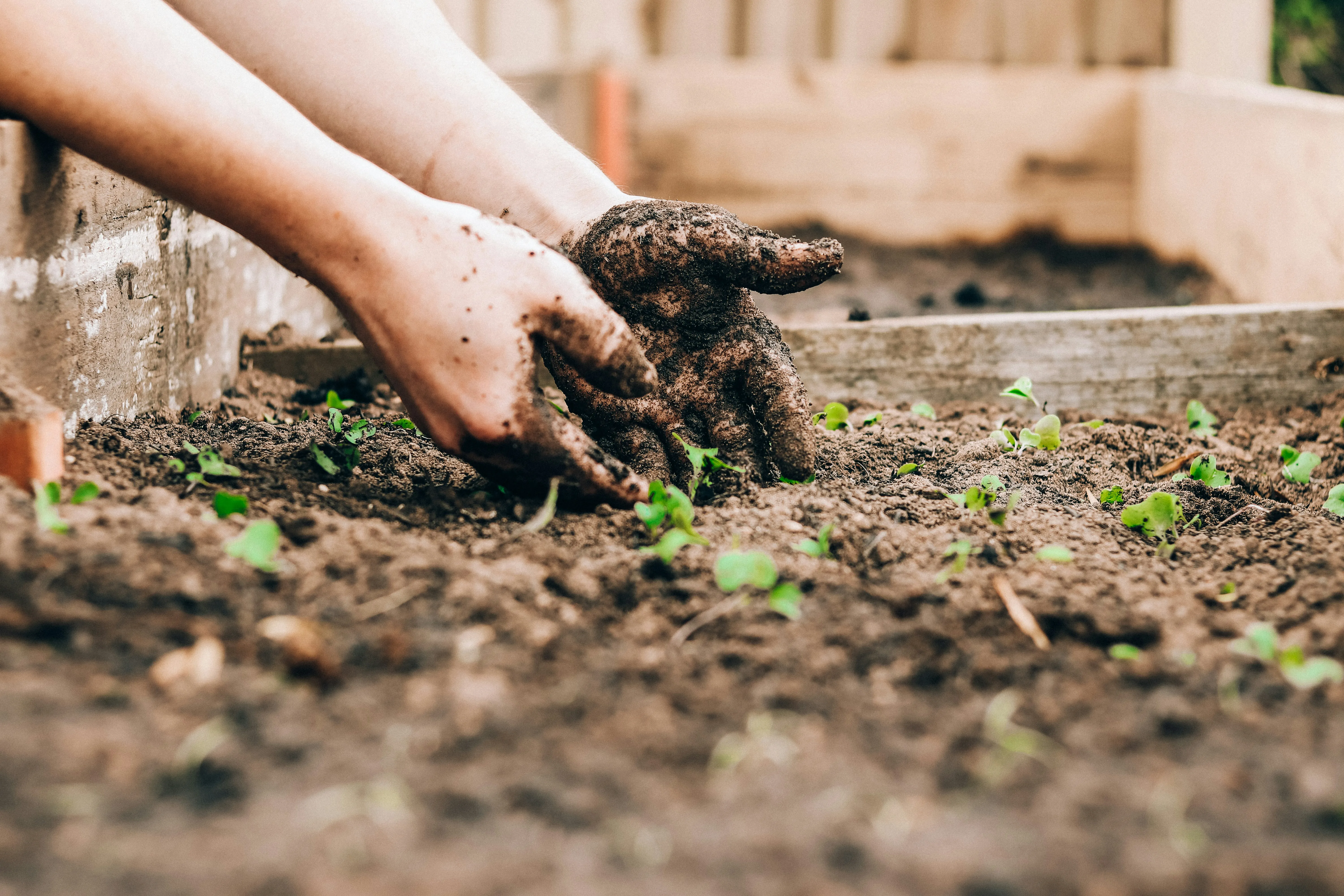 Embracing Nature's Bounty: The Healing Power of Medicinal Gardens