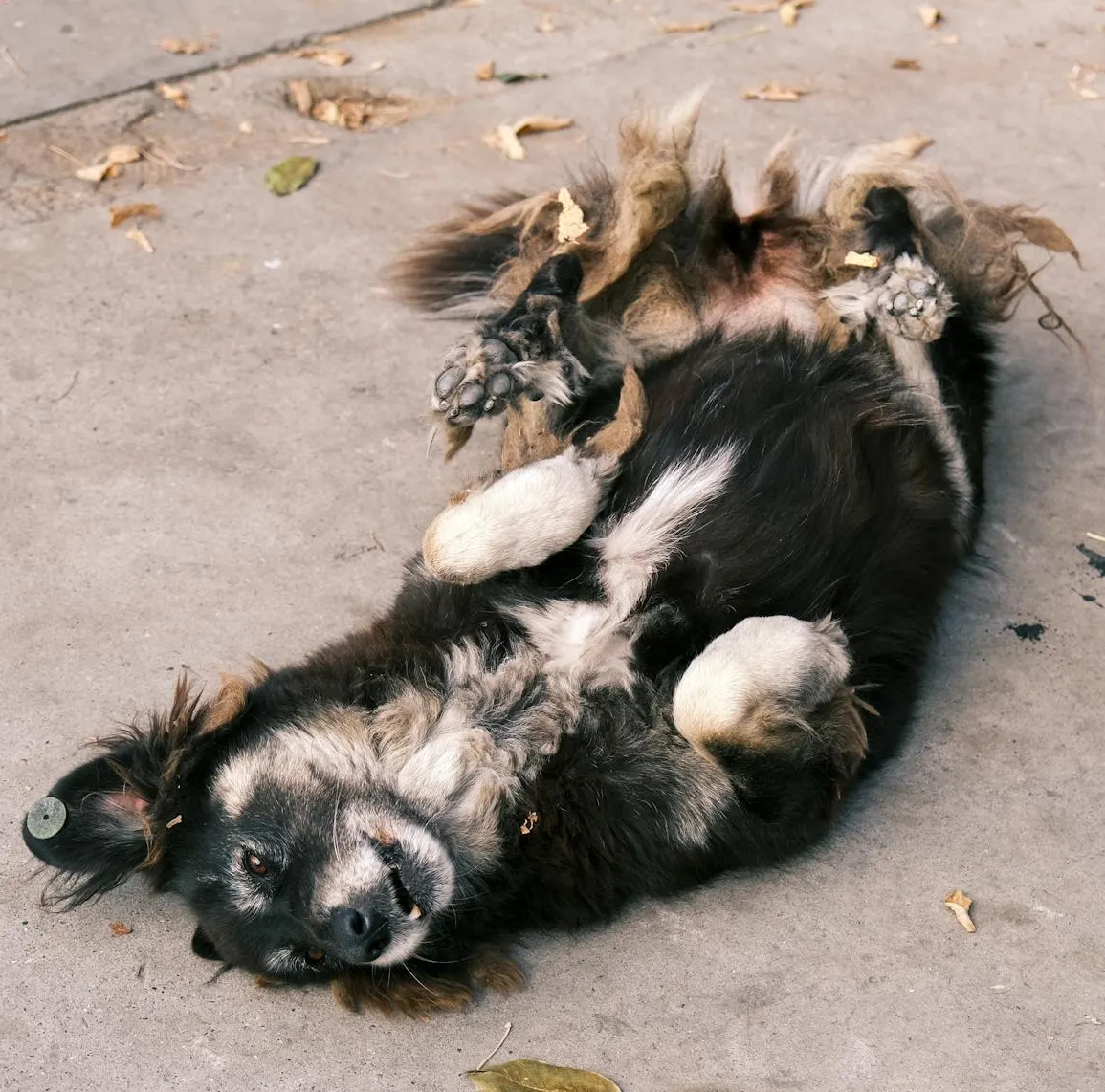Relaxed dog roll over what you've learned on its back in a yard during calm behavior training session in Kansas City