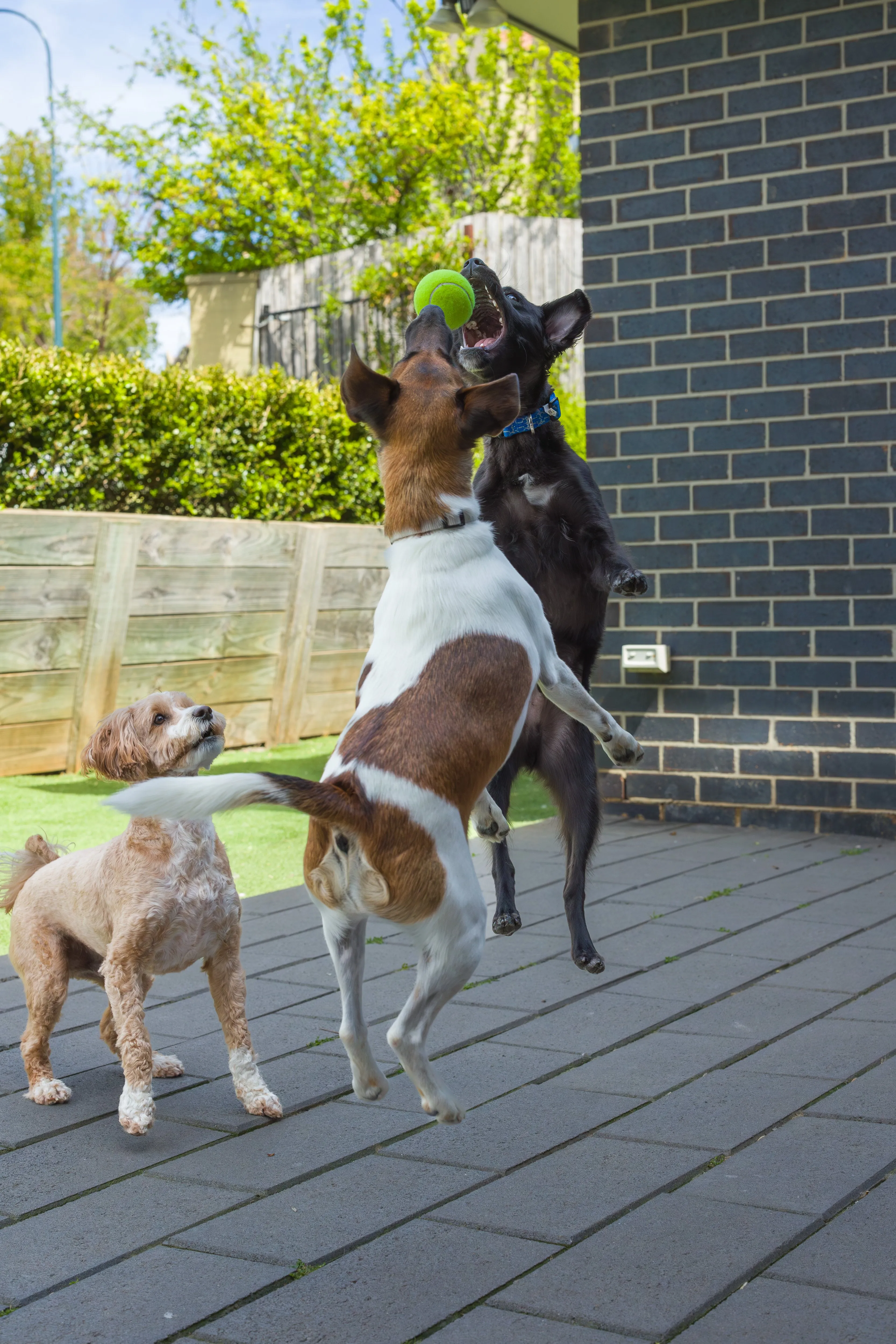 Photo of dogs at play at Strictly Paws in Gungahlin