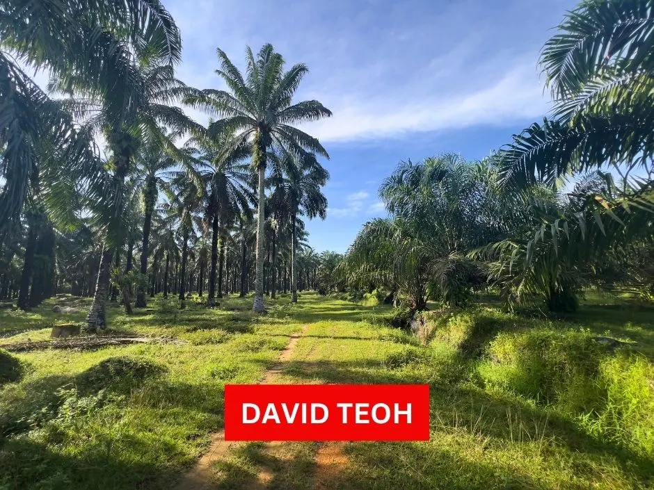 32 acres agriculture land for sale at sungai jawi penang
