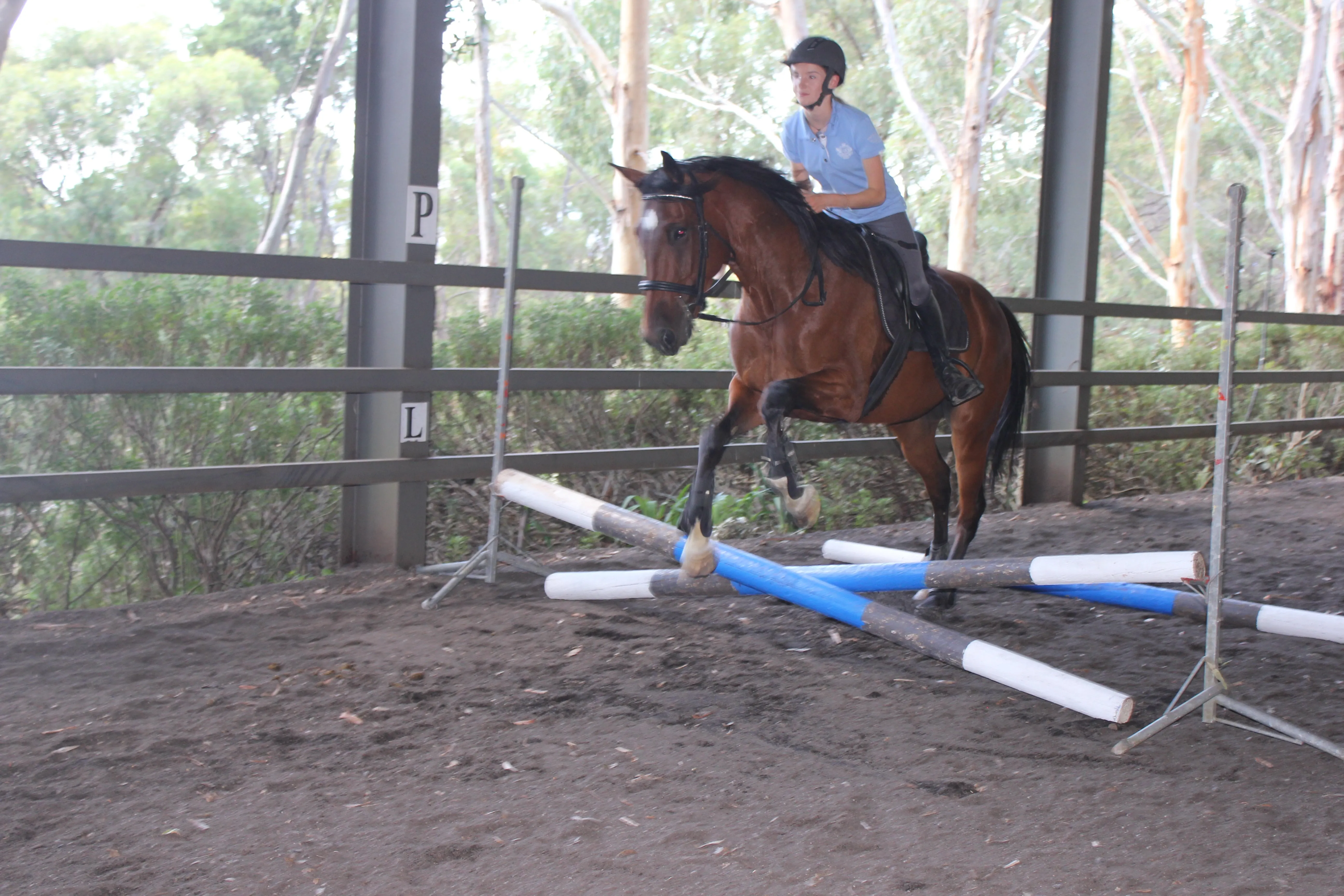 Rider in 2-point position jumping over a jump with her stunning horse