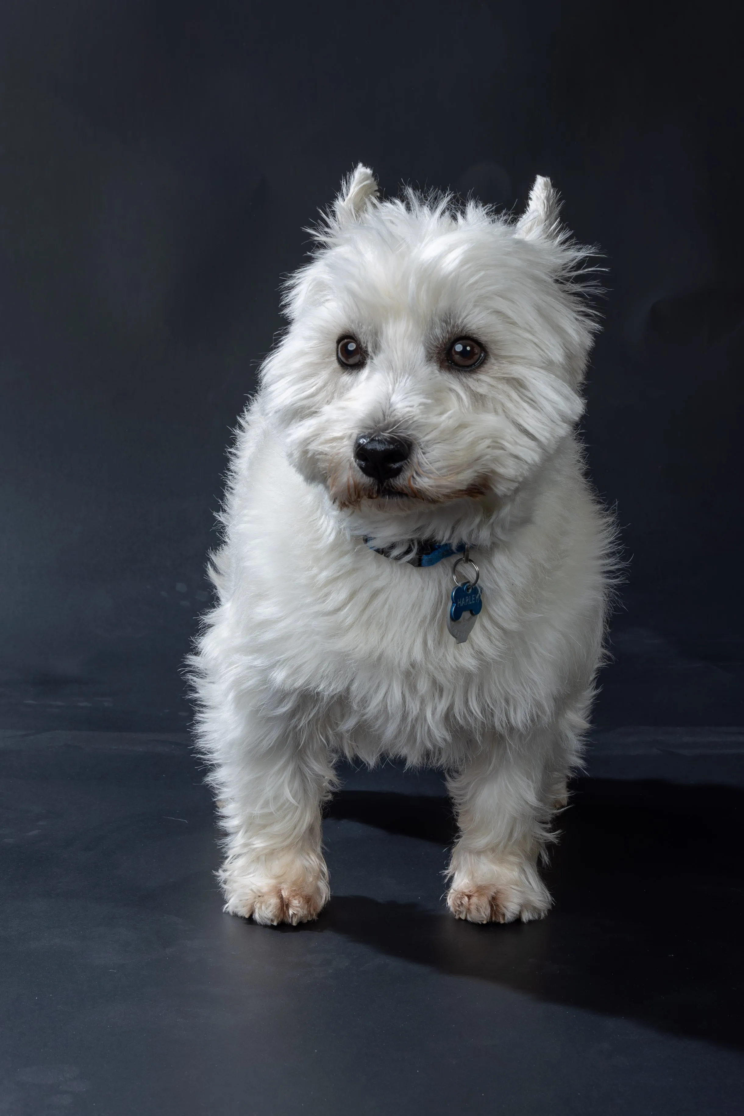 A photo of a dog during a studio shoot at the Strictly Paws Photo studio in Gungahlin