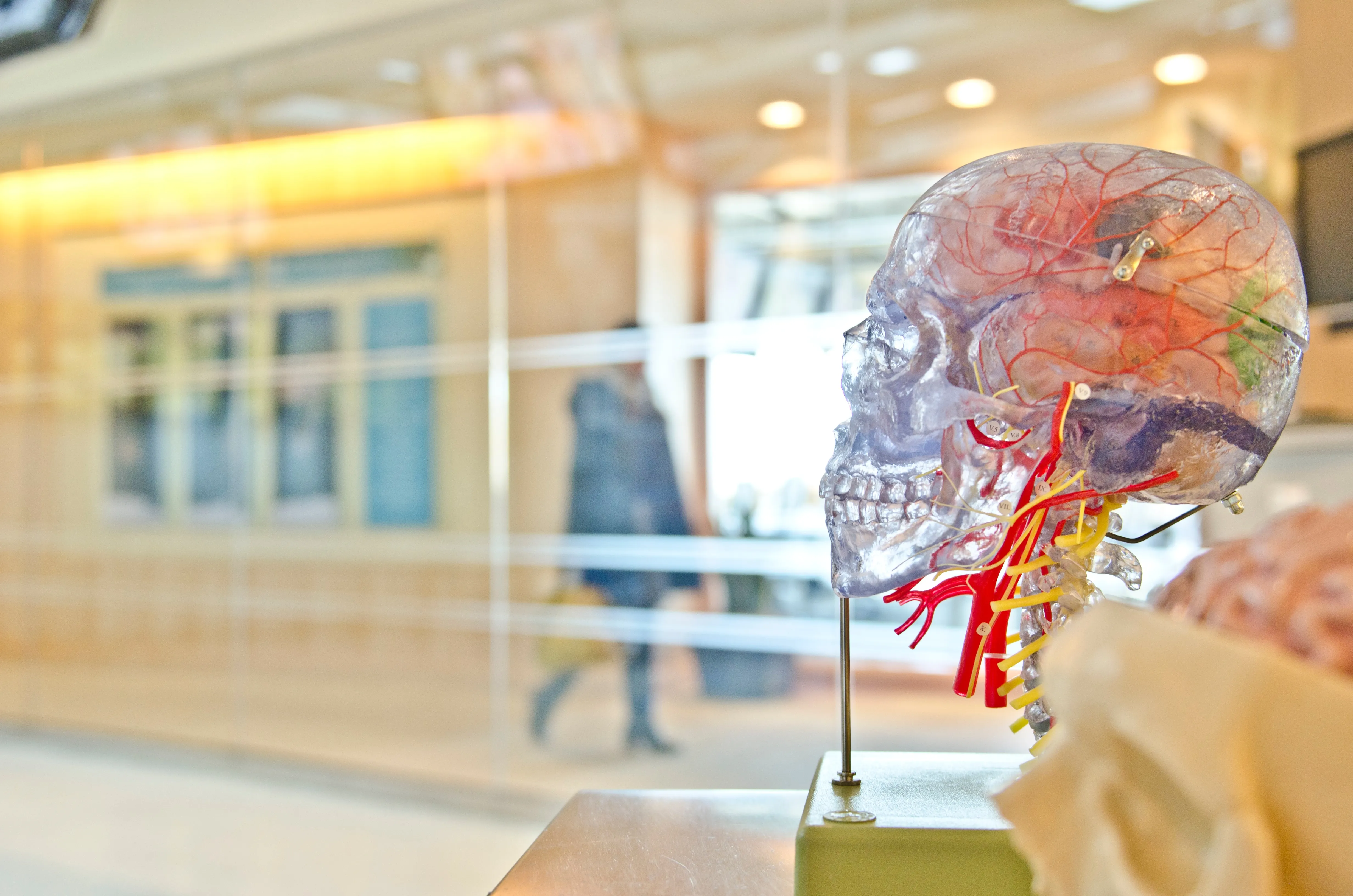 Model of Human Brain in Medical Facility