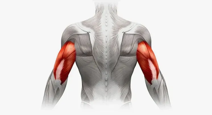 Diagram of the triceps in arms.