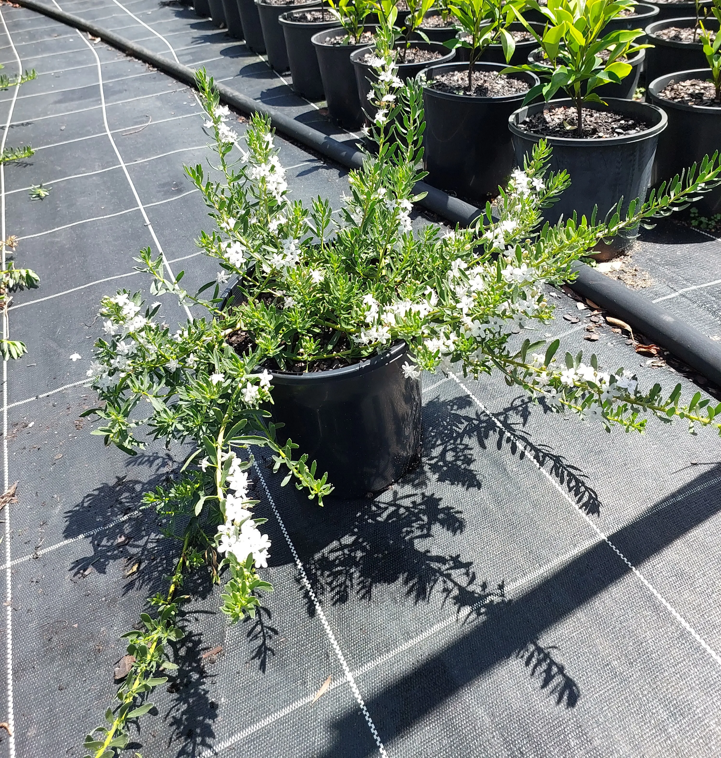 Myoporum Parvifolium White