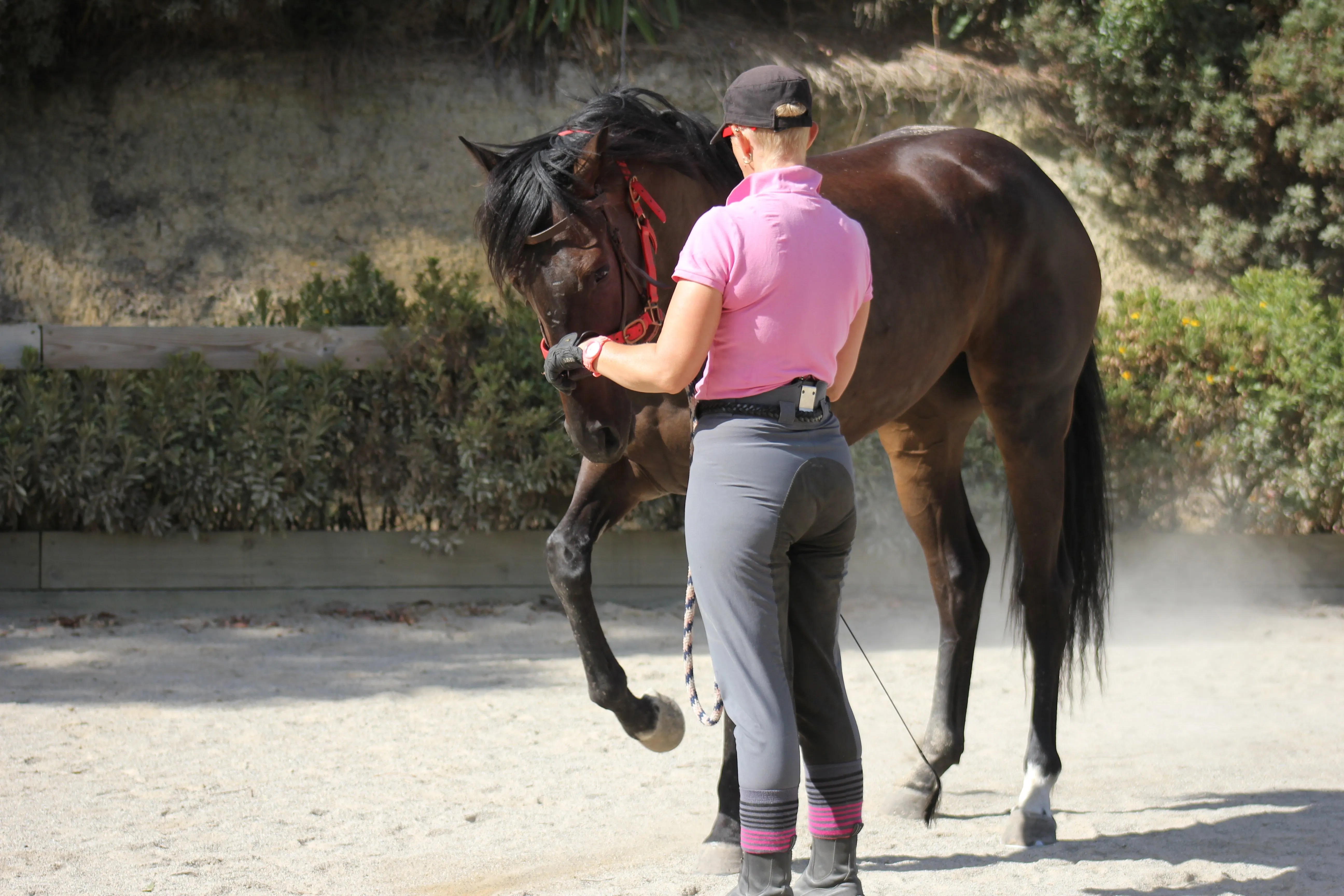 Danny going through our cavesson work to help improve his balance and posture