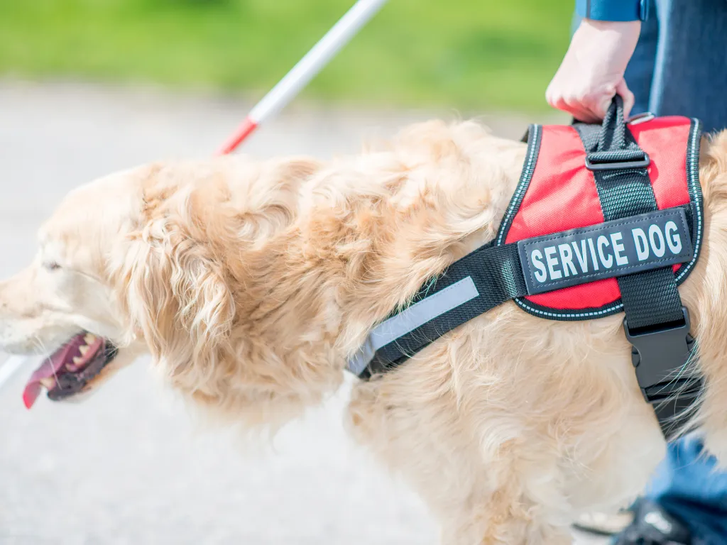 Service Dog golden retriever k9 Newman's Dog Training kansas city