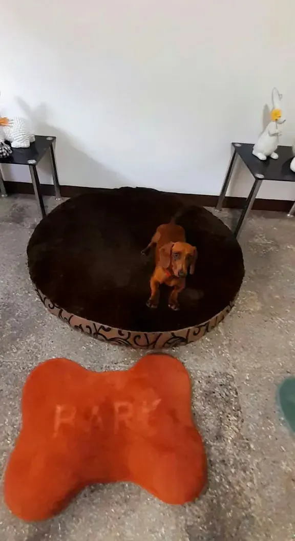 Little Woof Hotel Boutique para perritos de raza pequeña en San Lucas Sacatepequez
