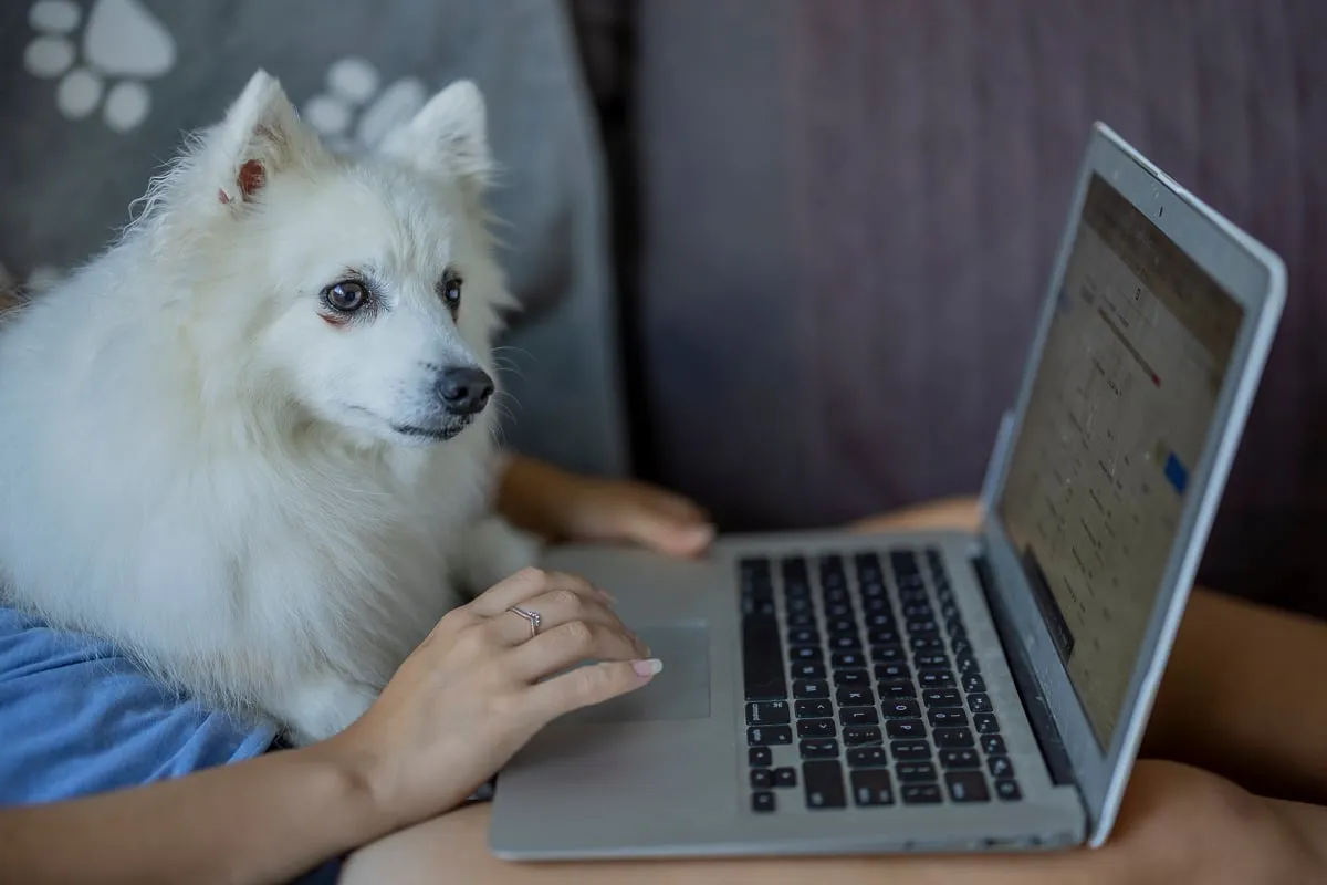 A Japanese Spitz watching Alicia using a computer at Strictly Paws