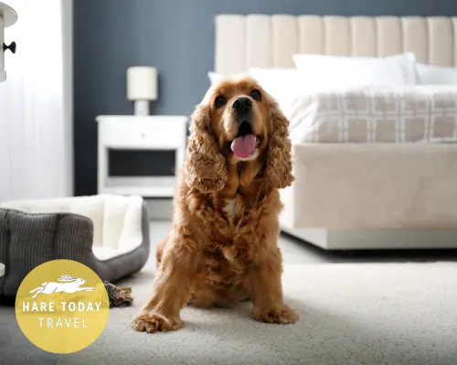 Dog Friendly Holidays with Hare Today Independent Travel