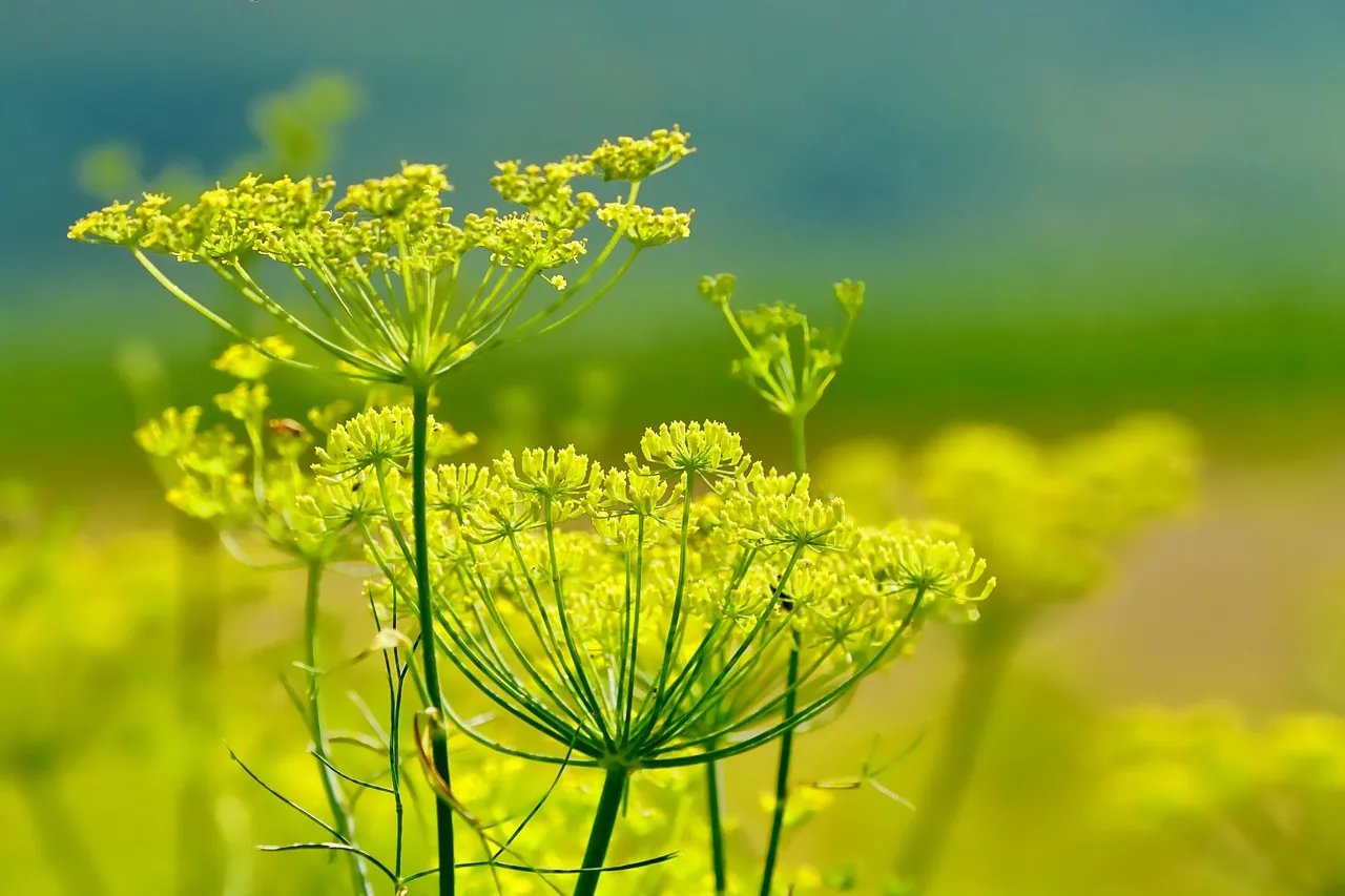 fennel flowers