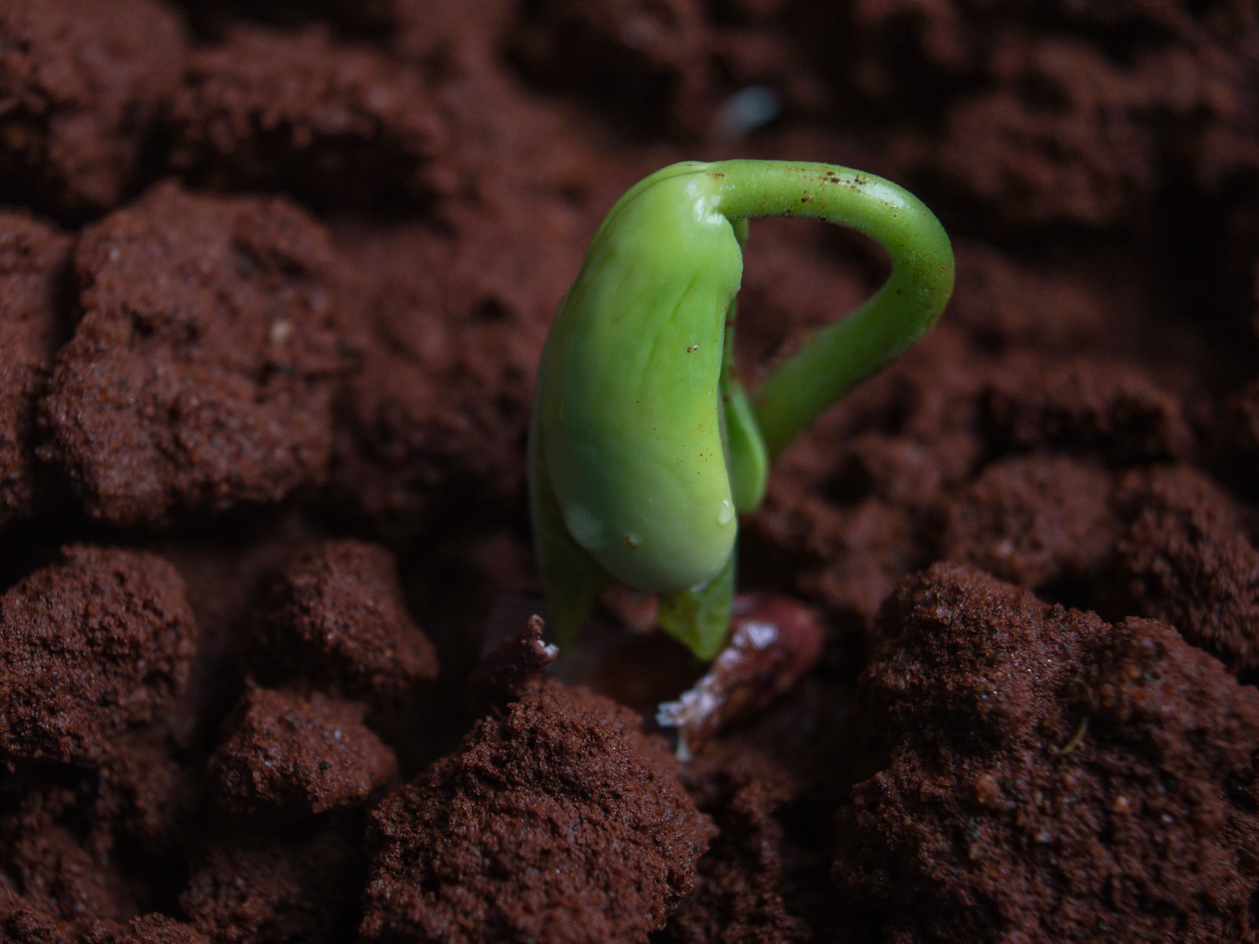 Cultivating seedlings